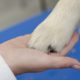 La visita ortopedica nel cucciolo